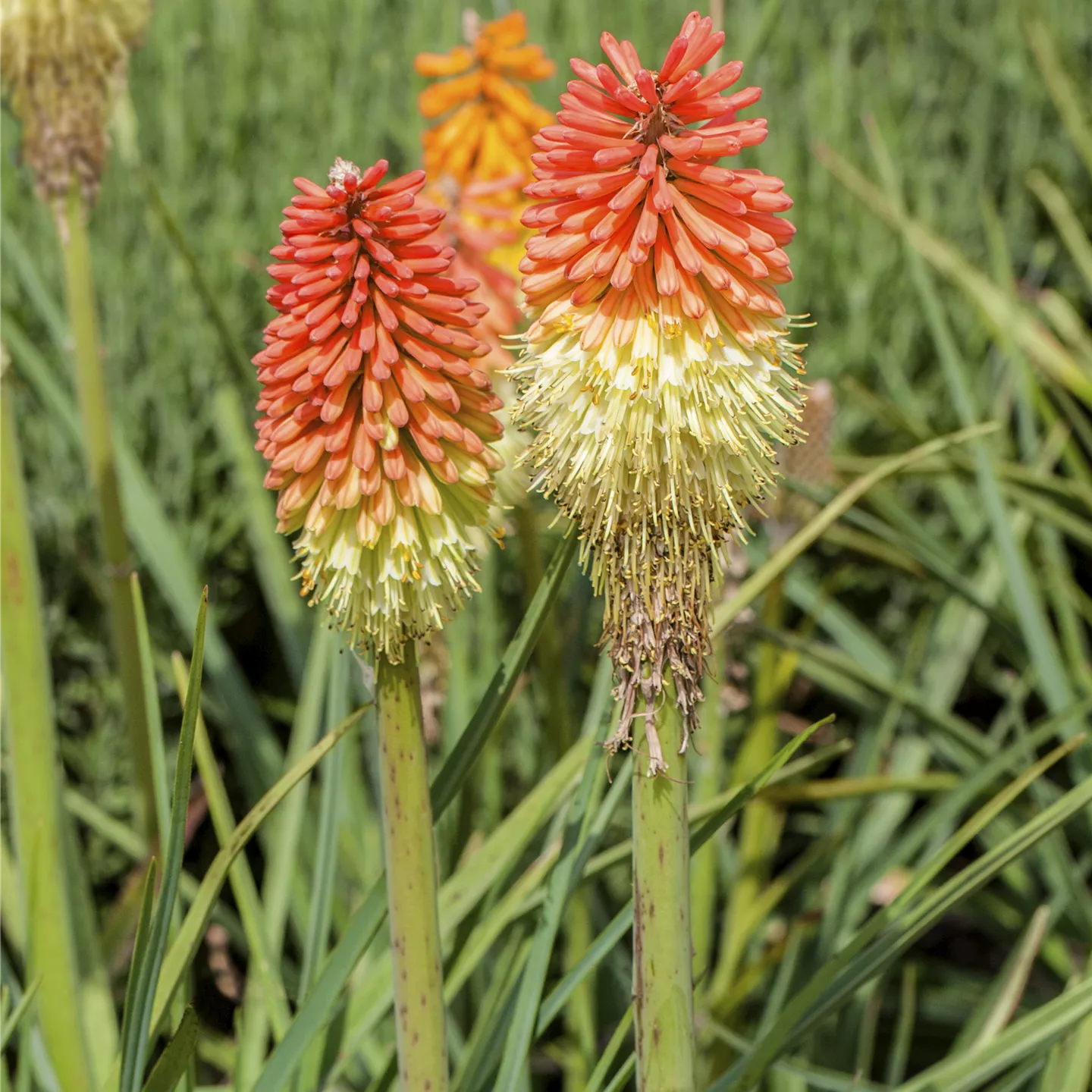 Kniphofia uvaria 'Royal Castle'