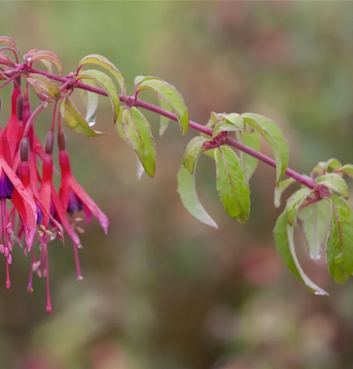 Garten-Fuchsie