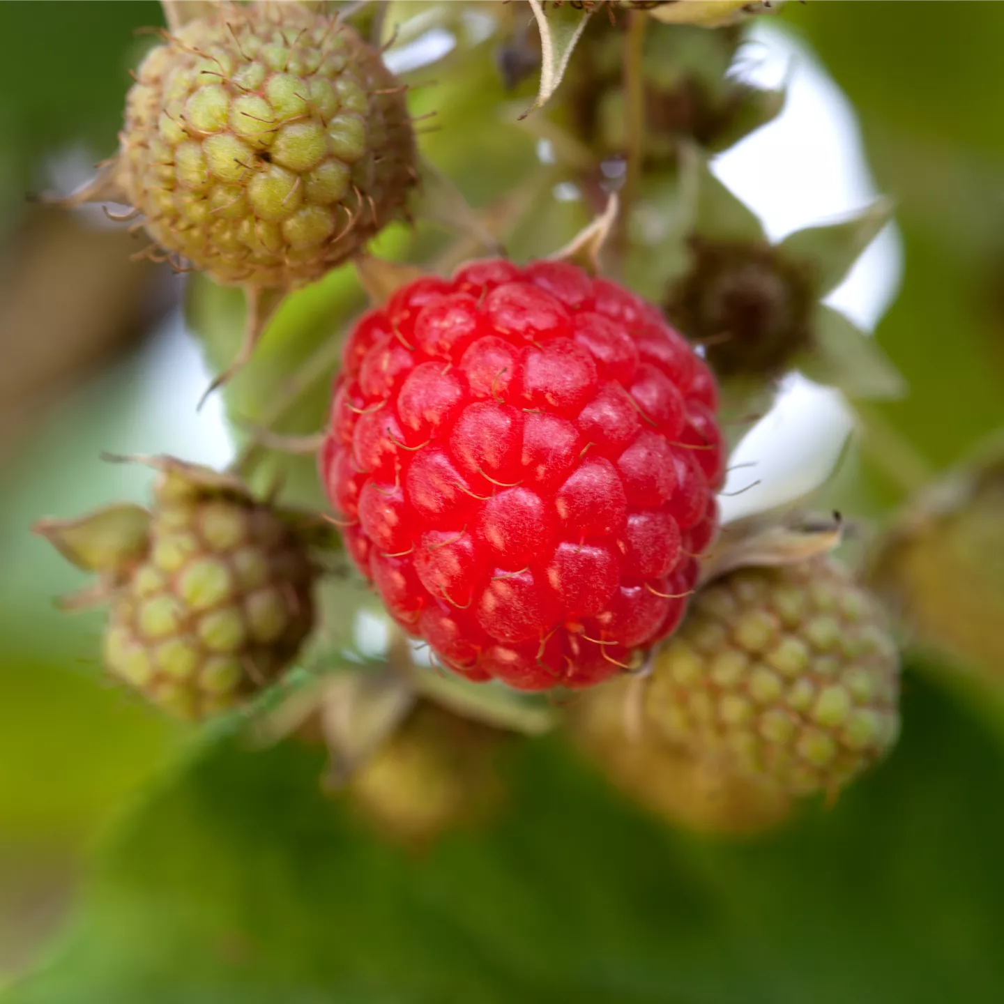 Rubus id.'Willamette' CAC