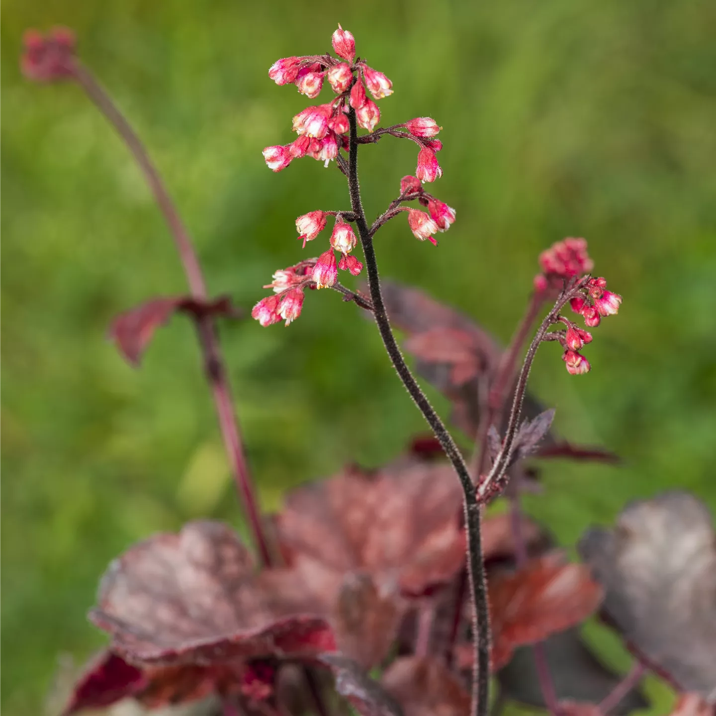 Heuchera micrantha 'Melting Fire'