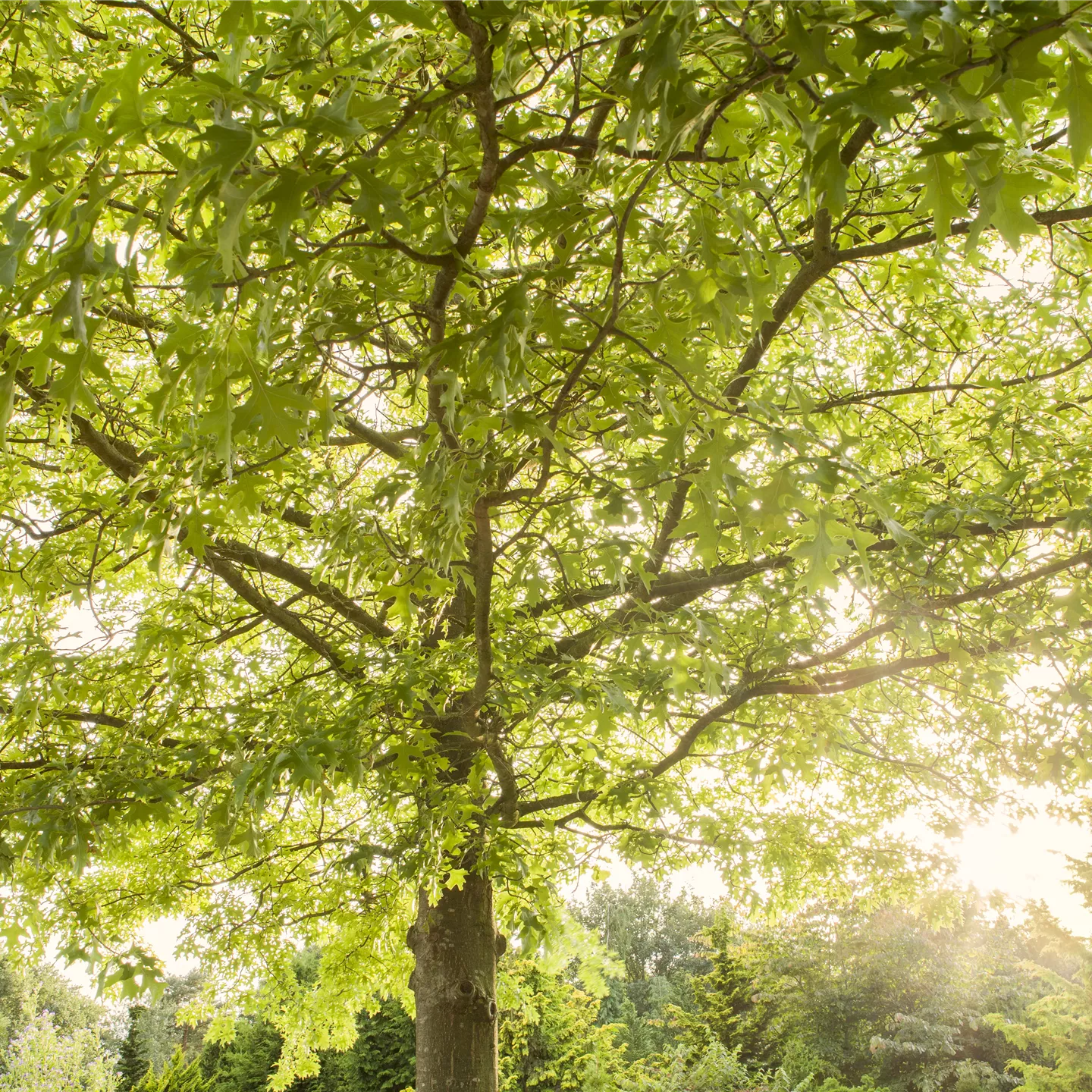 Quercus palustris