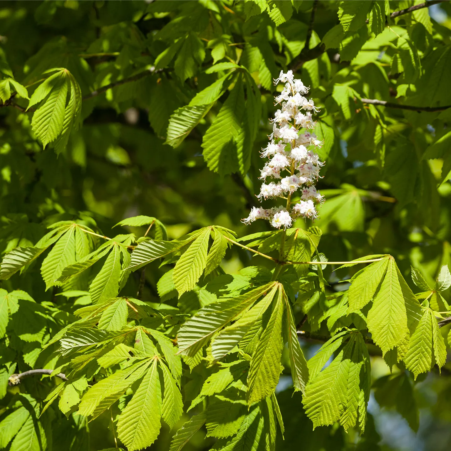 Aesculus hippocastanum 'Baumannii'