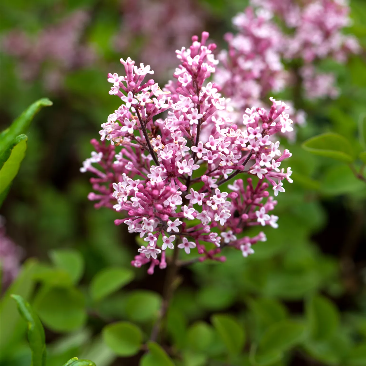 Syringa 'Tinkerbelle' -R-