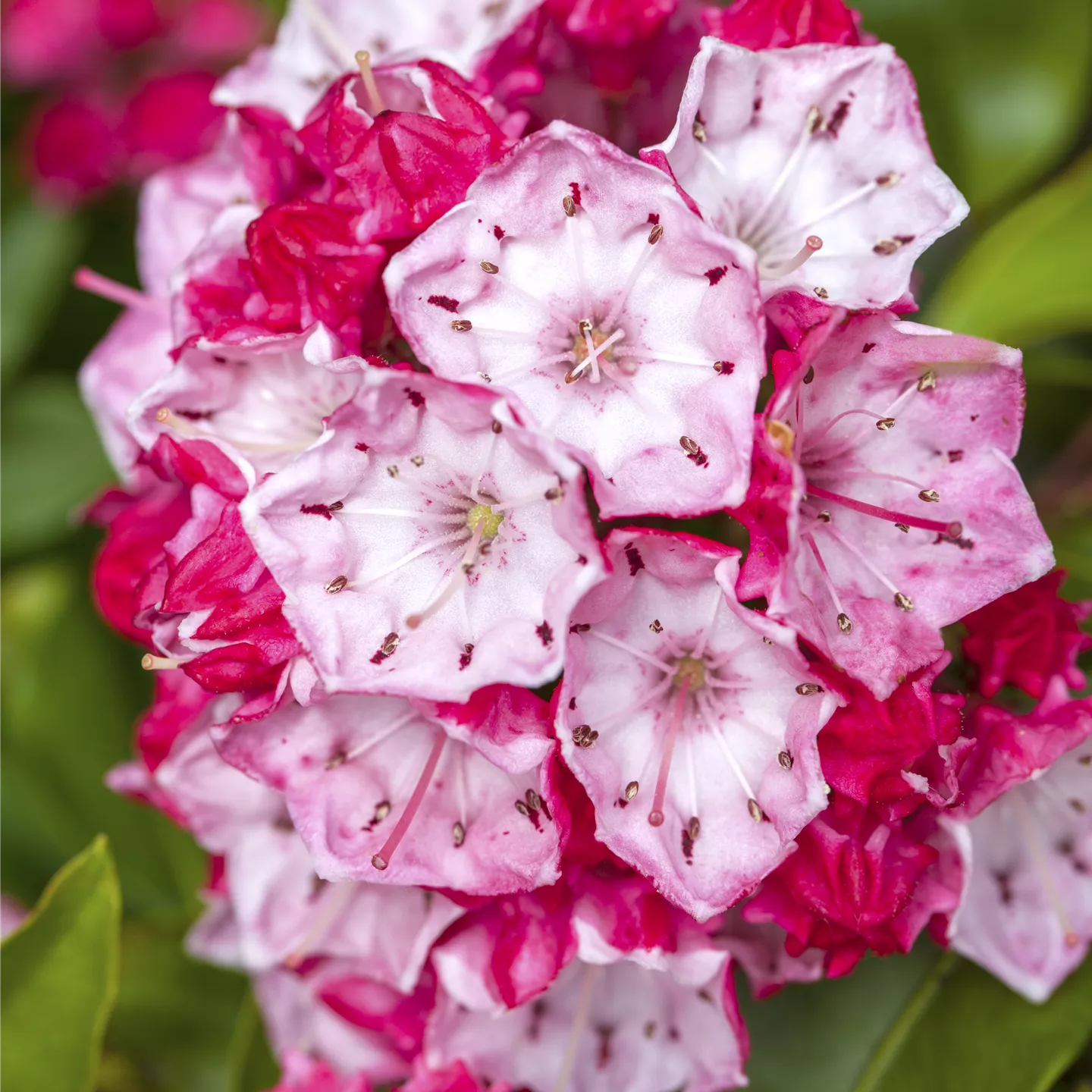 Kalmia latifolia 'Ostbo Red'