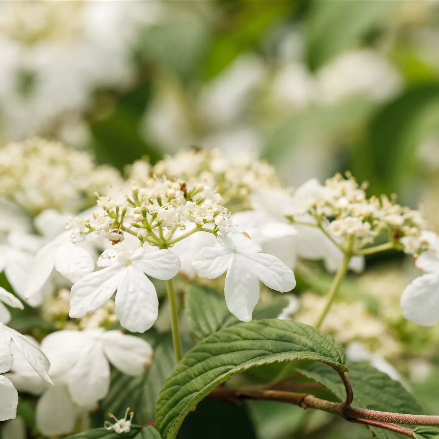 Viburnum plicatum 'Kilimandjaro' -R-