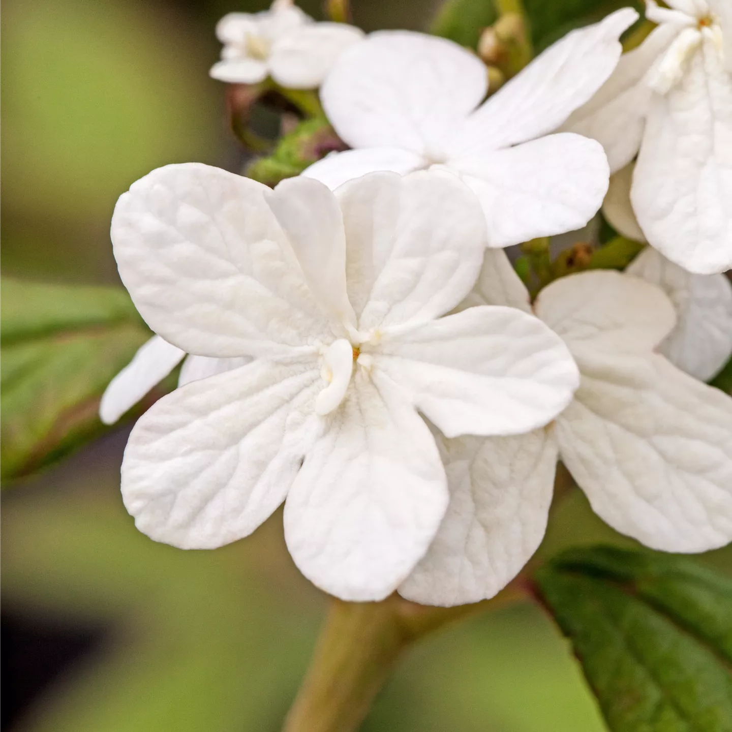 Viburnum plicatum 'Summer Snowflake'