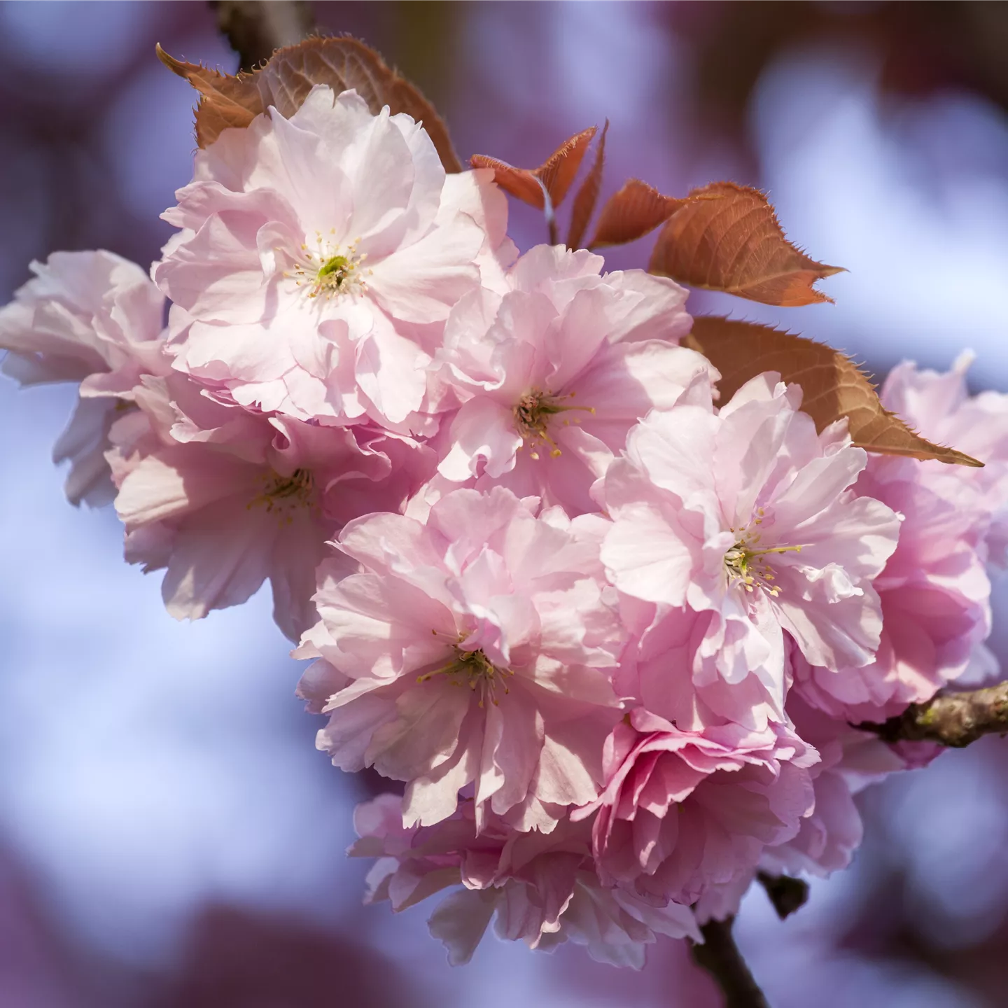 Prunus subhirtella 'Accolade'