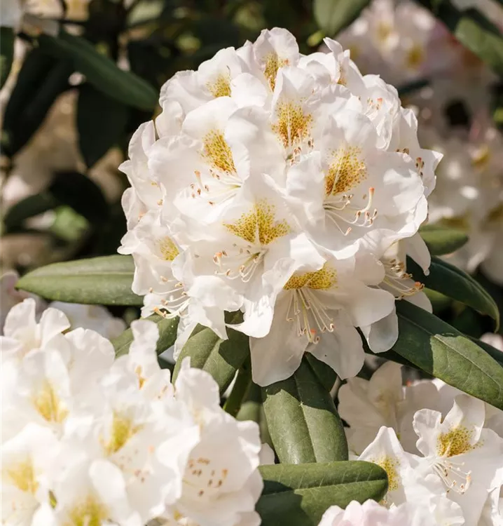 Rhododendron-Hybr.'INKARHO-Dufthecke' -R-