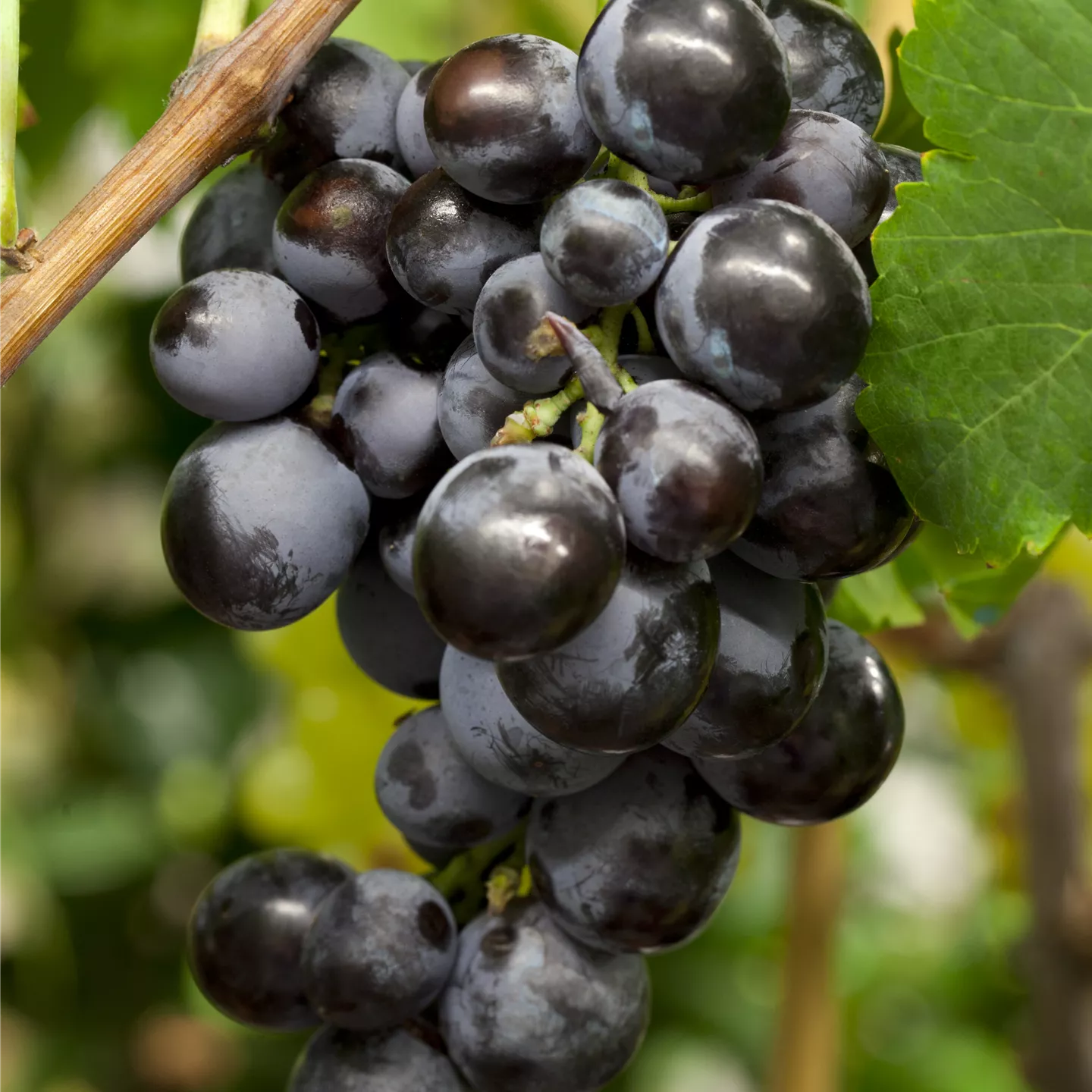 Vitis 'Erdbeertraube'