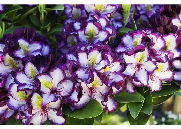 Rhododendron Hybr.'Pushy Purple(R)'