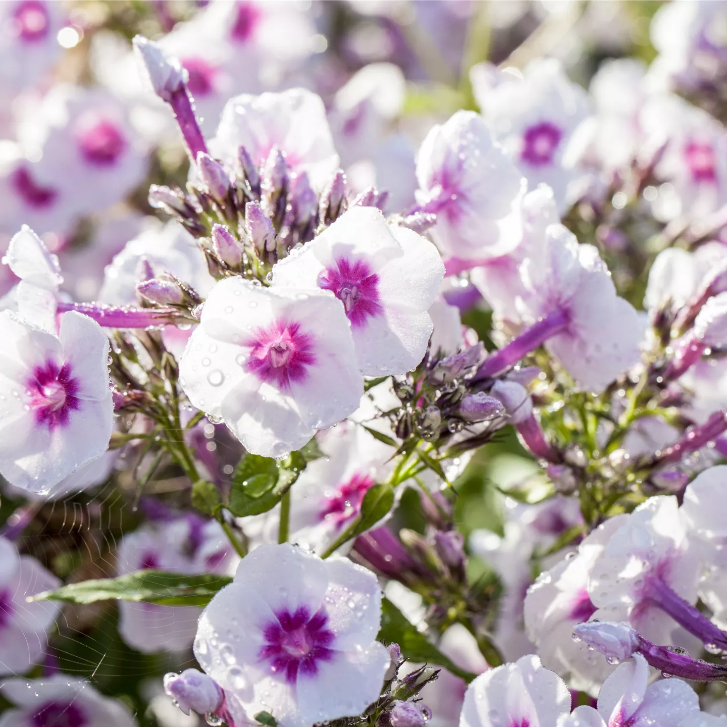 Phlox paniculata 'Bright Eyes'