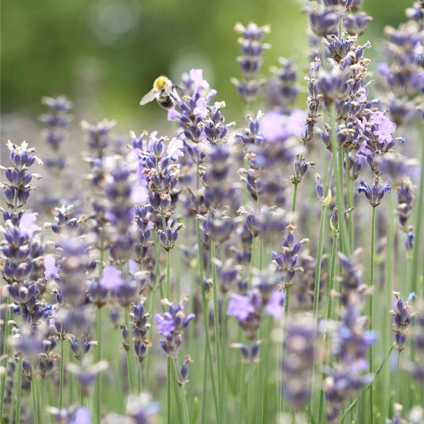 Lavandula angustifolia 'Munstead'