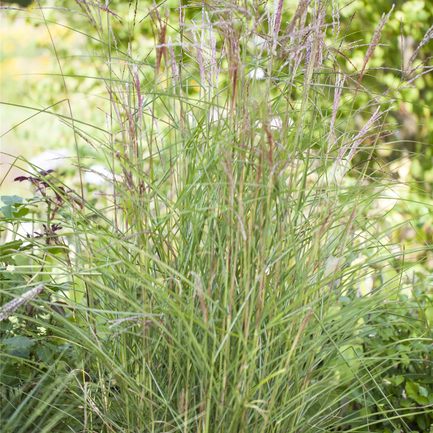 Miscanthus sinensis 'Kleine Fontäne'