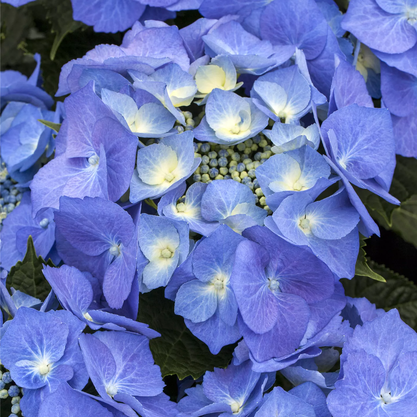 Hydrangea m. 'Blaumeise'