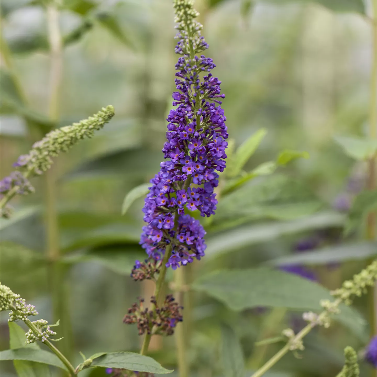 Buddleja dav.'Reve de Papillon Blue' -R-