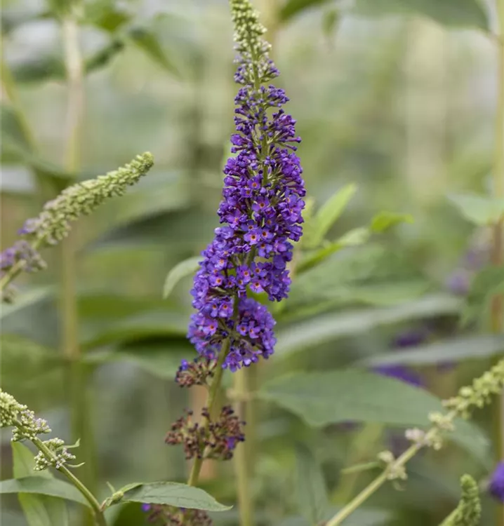 Sommerflieder 'Reve de Papillon' -R- Blue