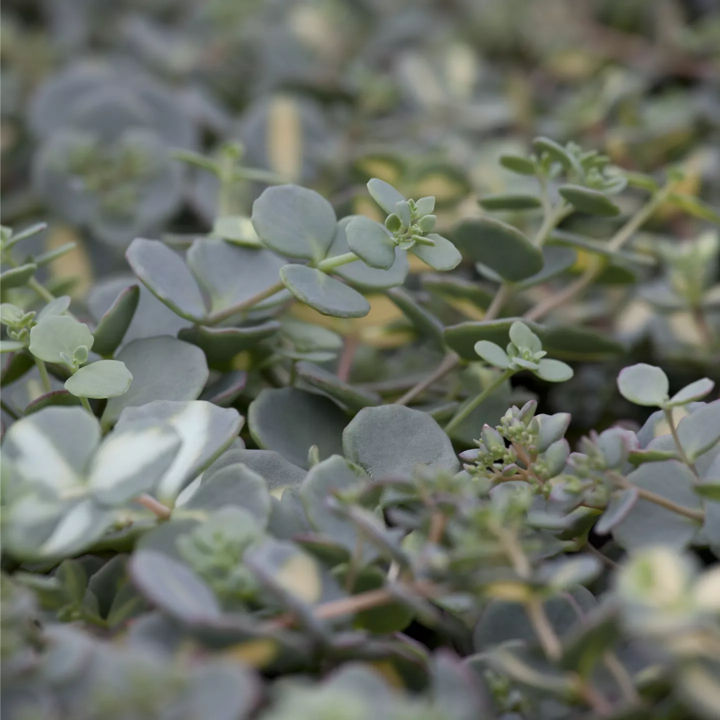 Sedum sieboldii