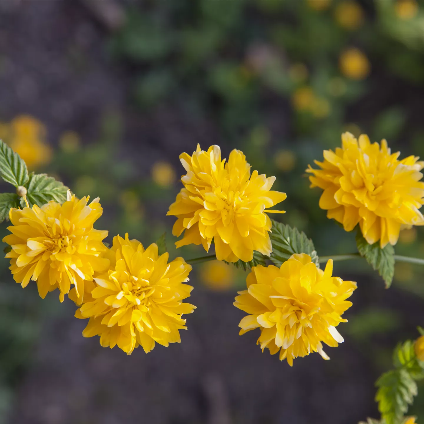 Kerria japonica 'Pleniflora'