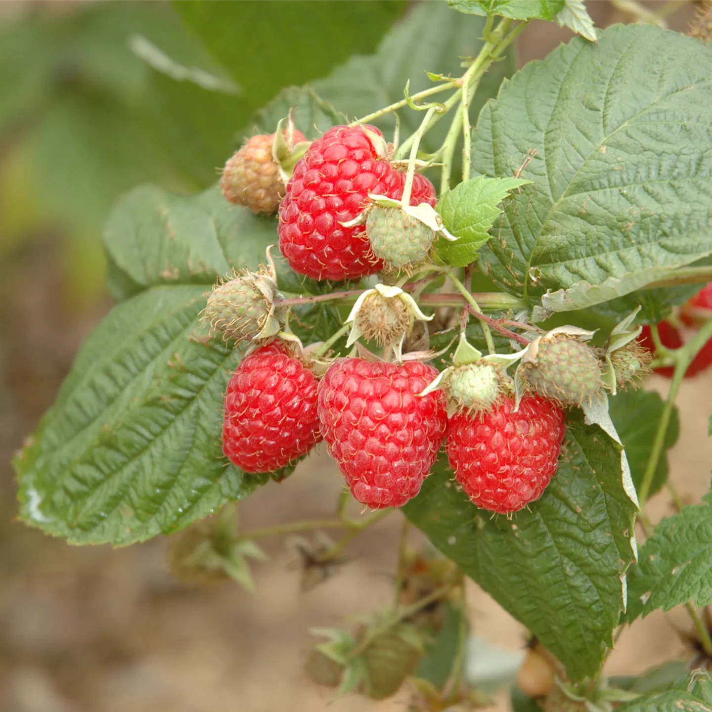 Rubus id.'Glen Ample' -S- CAC