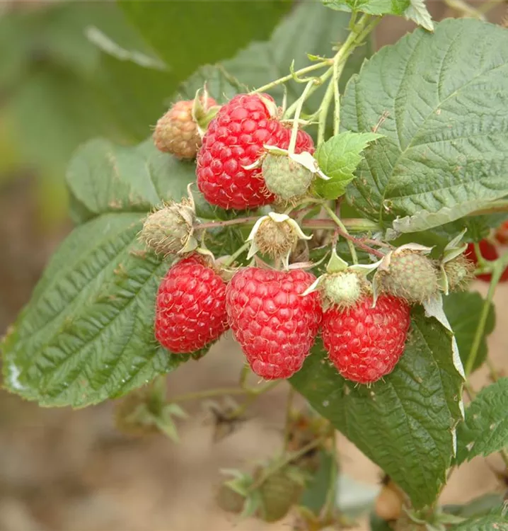 Himbeere 'Glen Ample'