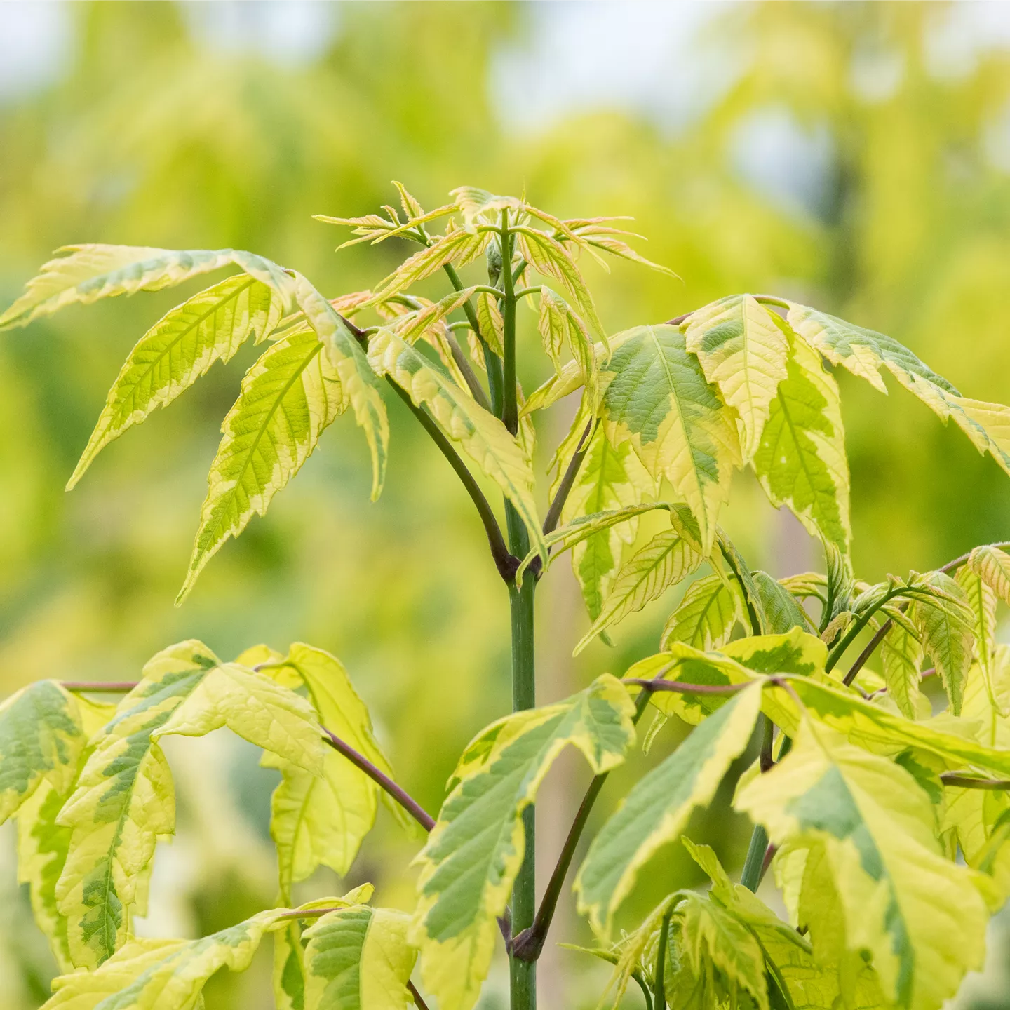 Acer negundo 'Aureo-variegatum'