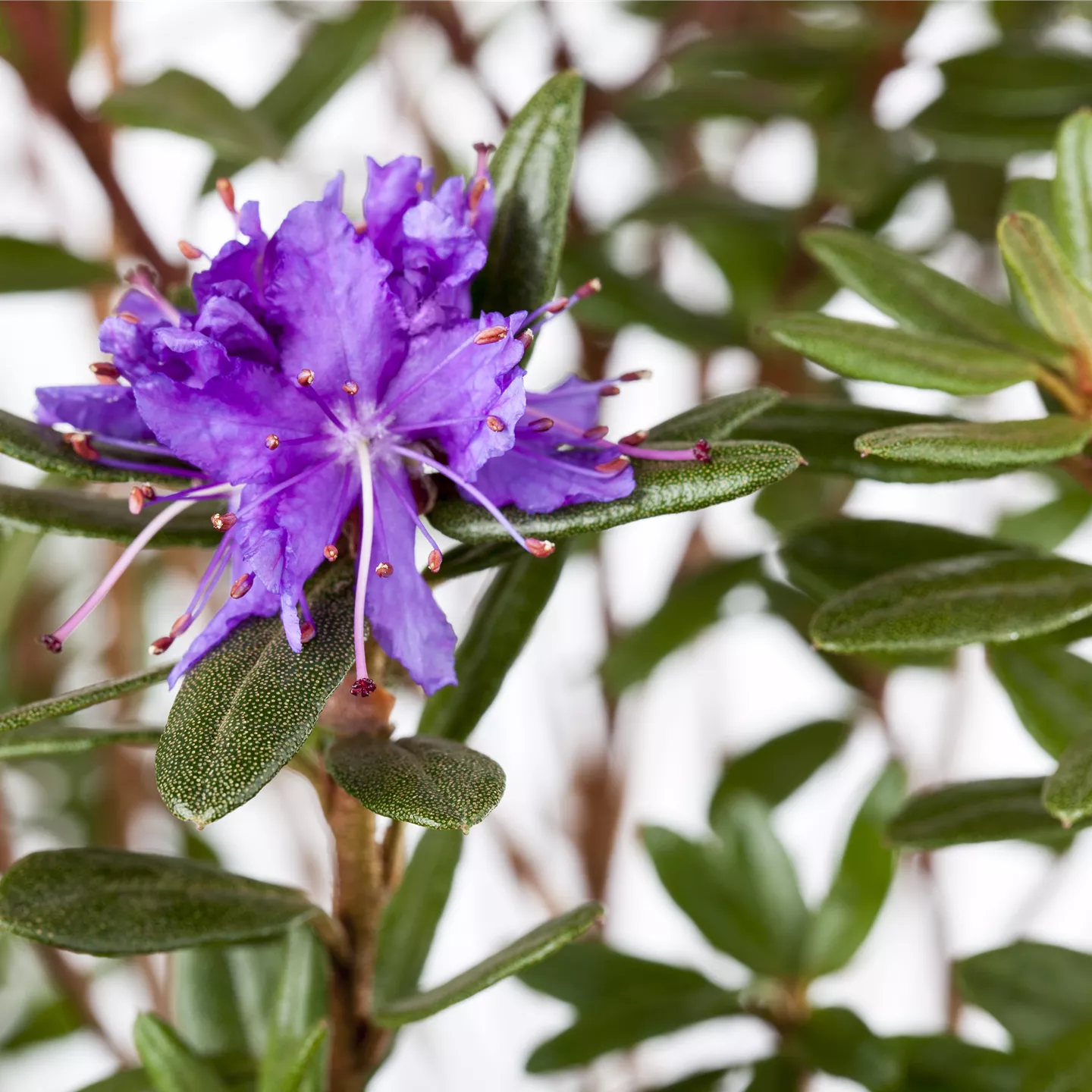 Rhododendron impeditum 'Azurika'