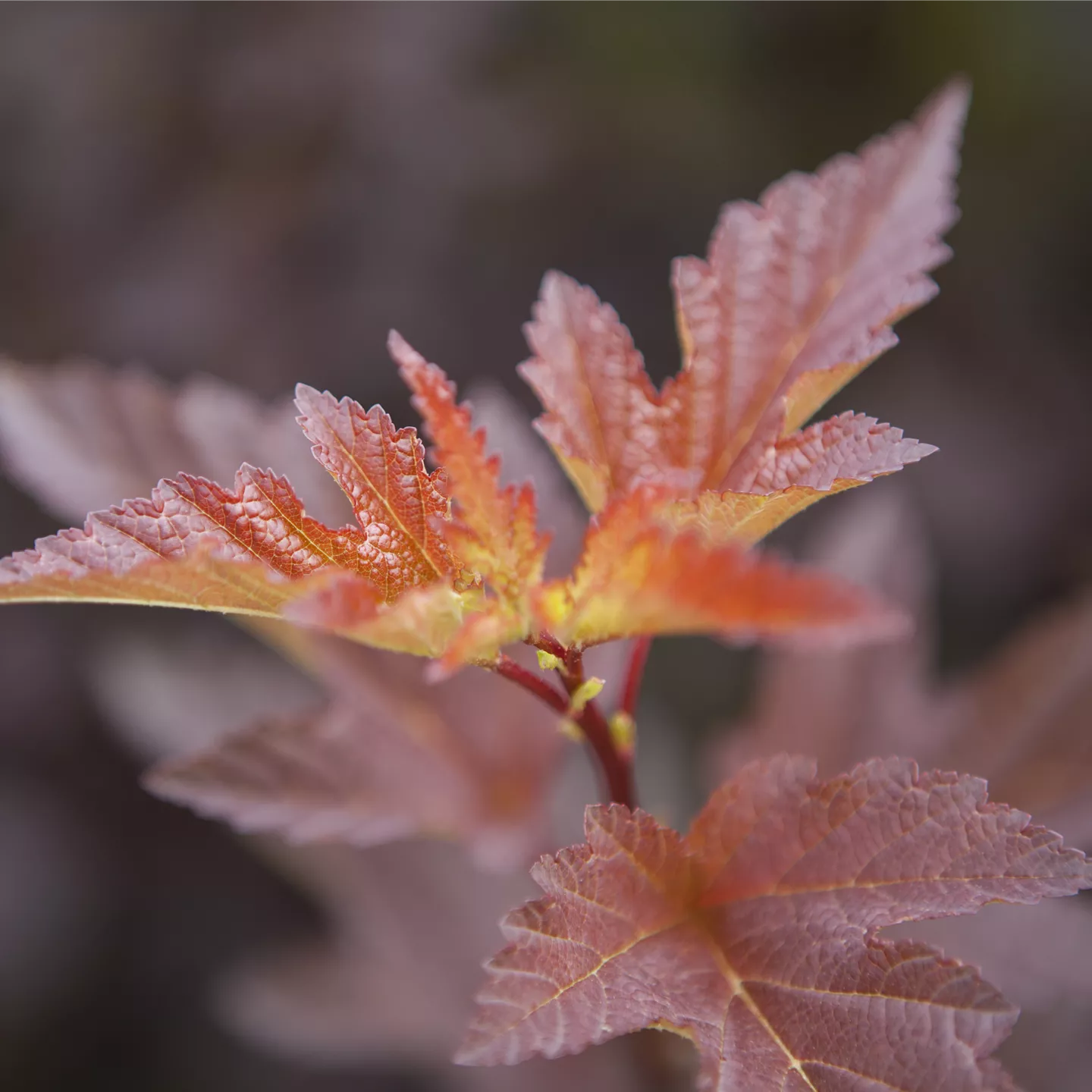 Physocarpus opulifolius 'Andre'