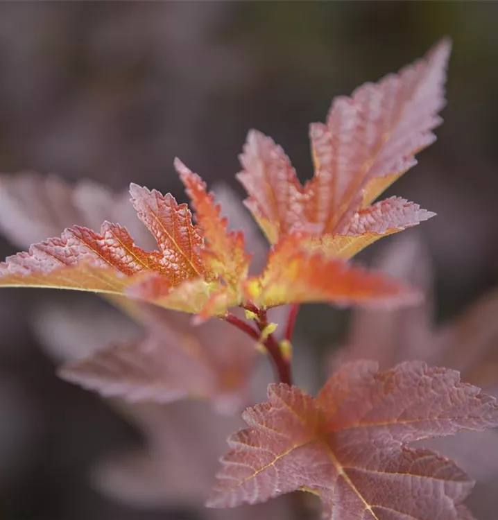 Blasenspiere 'Andre'