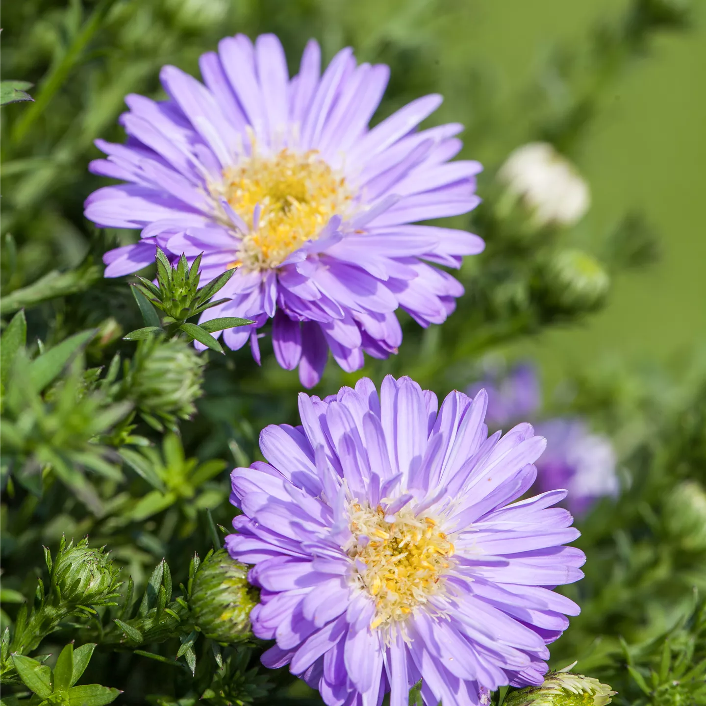 Aster dumosus 'Prof Anton Kippenberg'