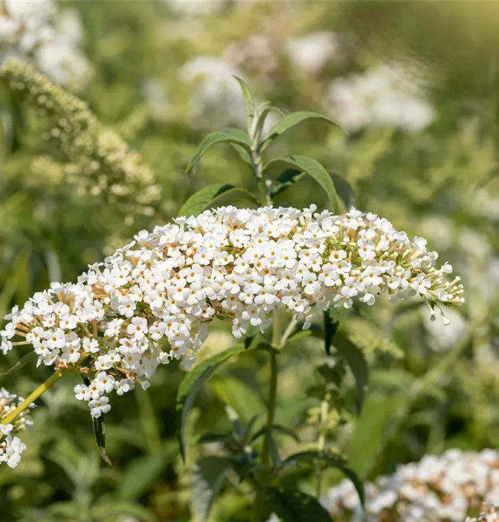 Sommerflieder 'White Chip'