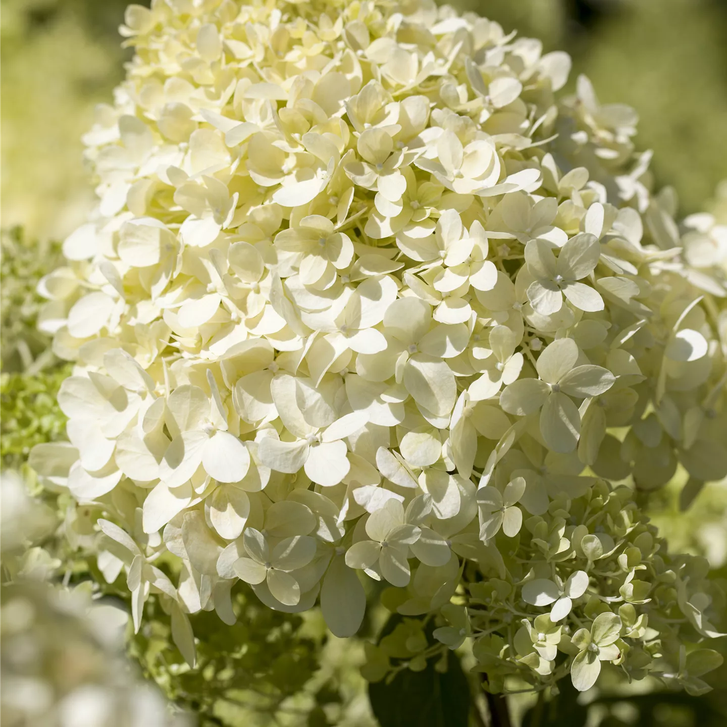 Hydrangea panic. 'Bobo' -R-