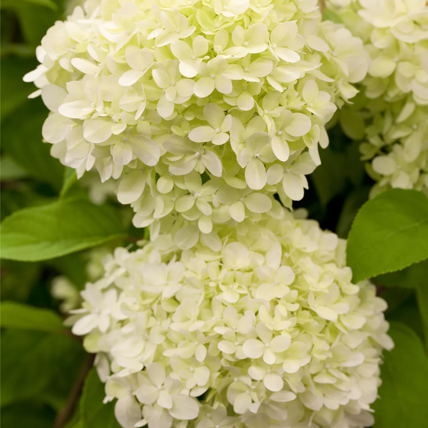 Hydrangea panic. 'Limelight' -S-