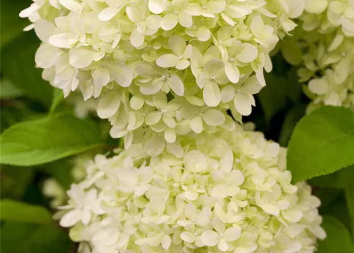 Hydrangea panic. 'Limelight' -S-