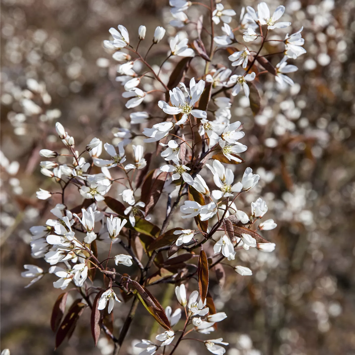 Amelanchier 'Rainbow Pillar' -R-