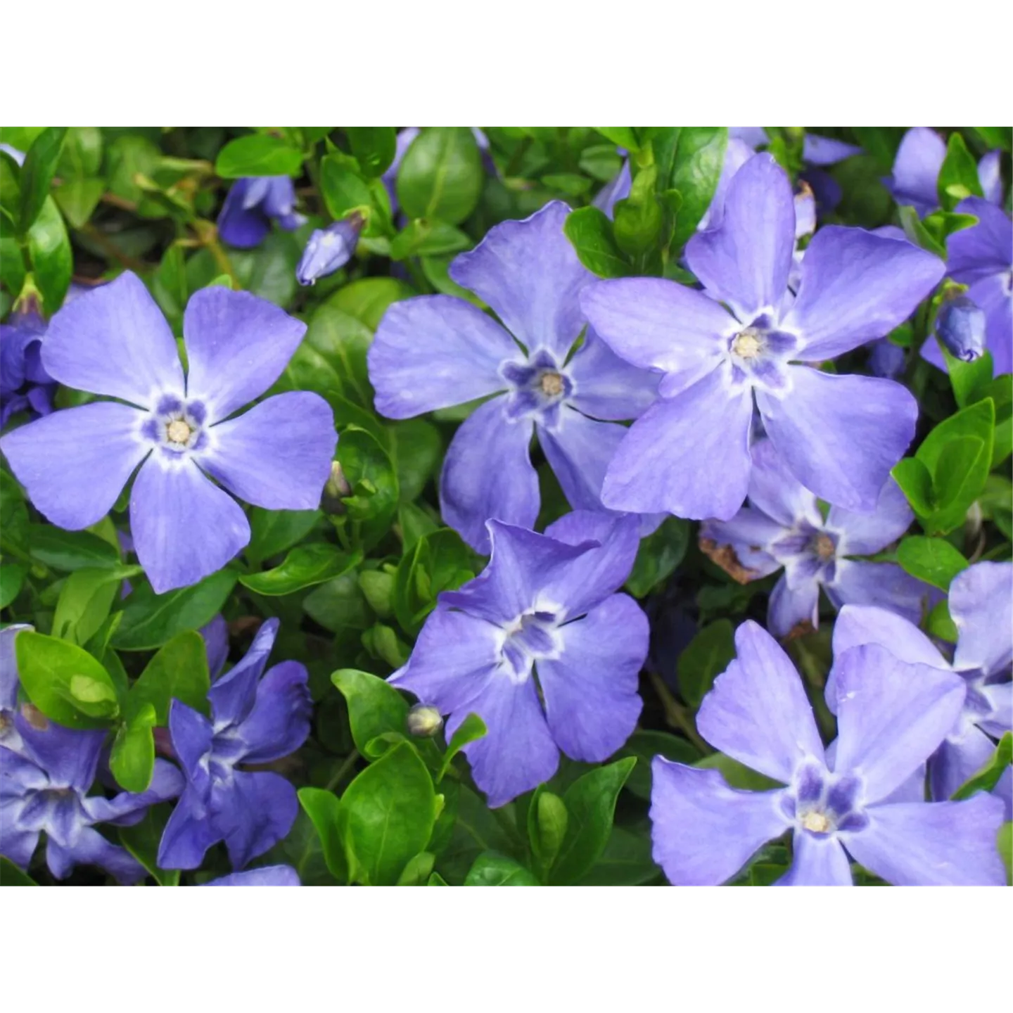 Vinca minor 'Marie' -R-