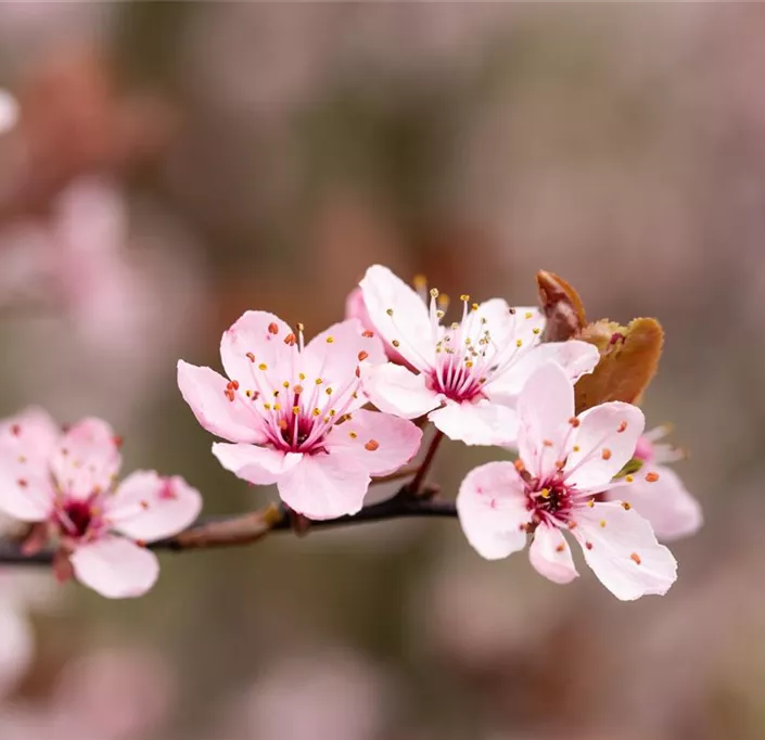 Prunus cerasifera 'Nigra' (GS656333.jpg)