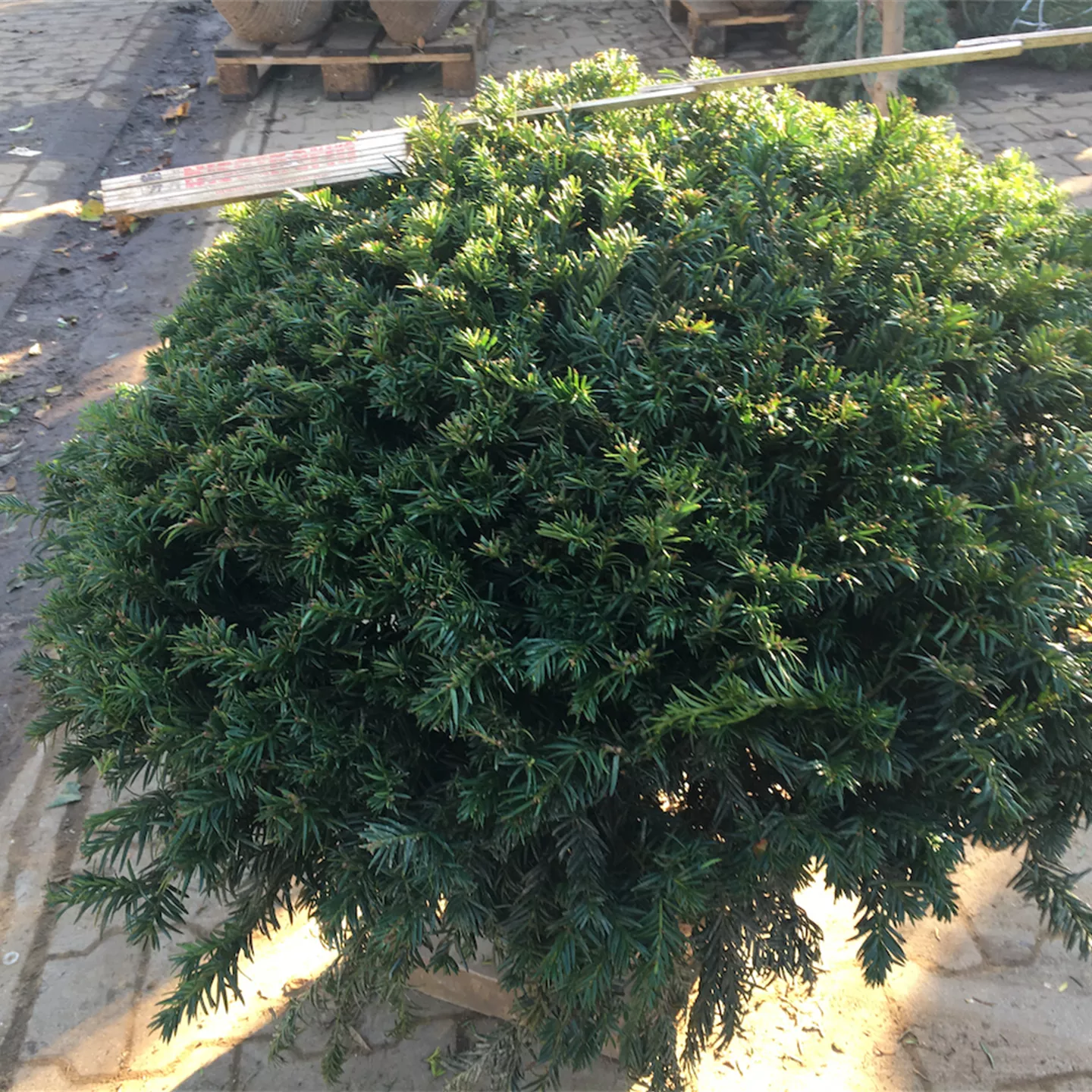 Taxus baccata 'Repandens'