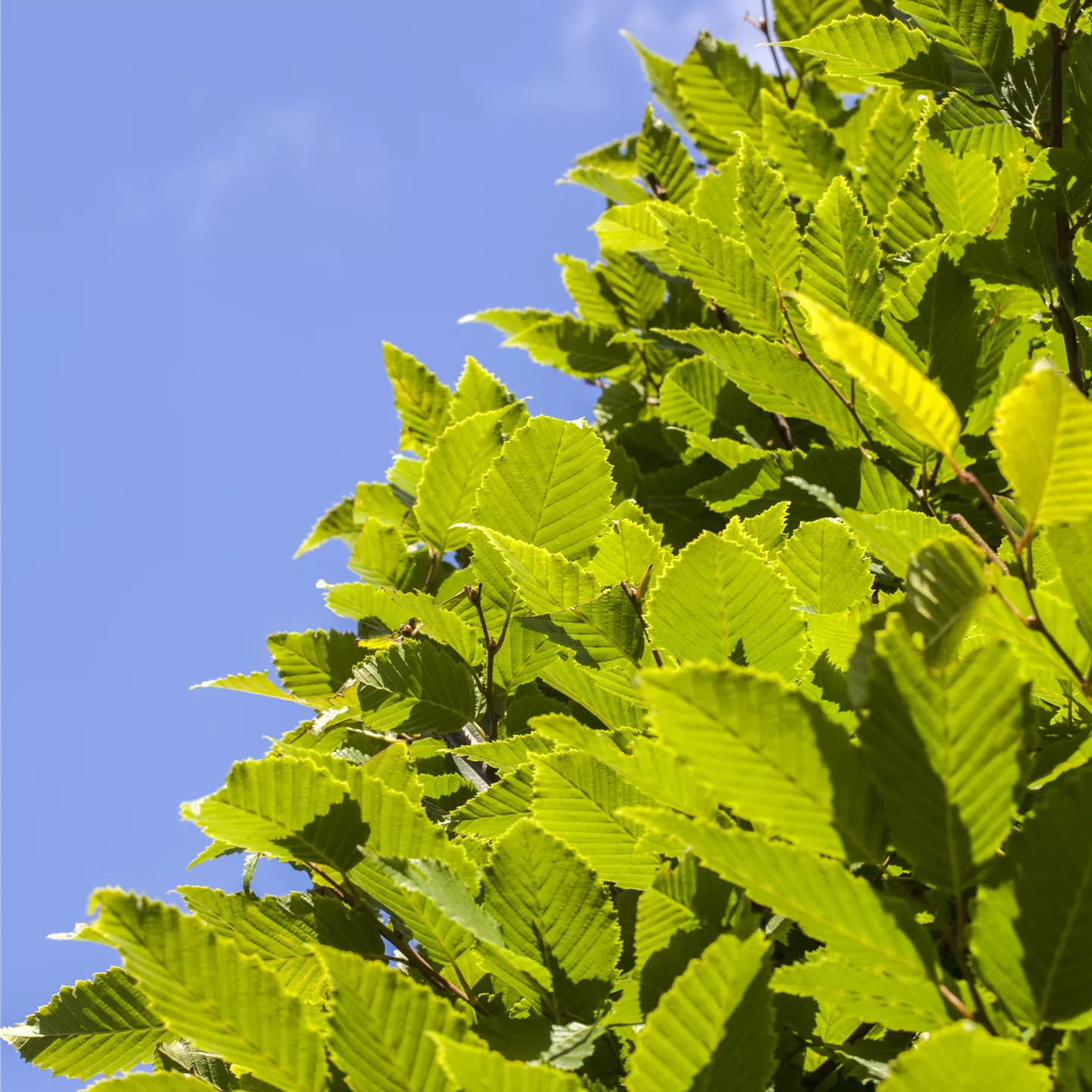 Carpinus betulus 'Fastigiata Monument'