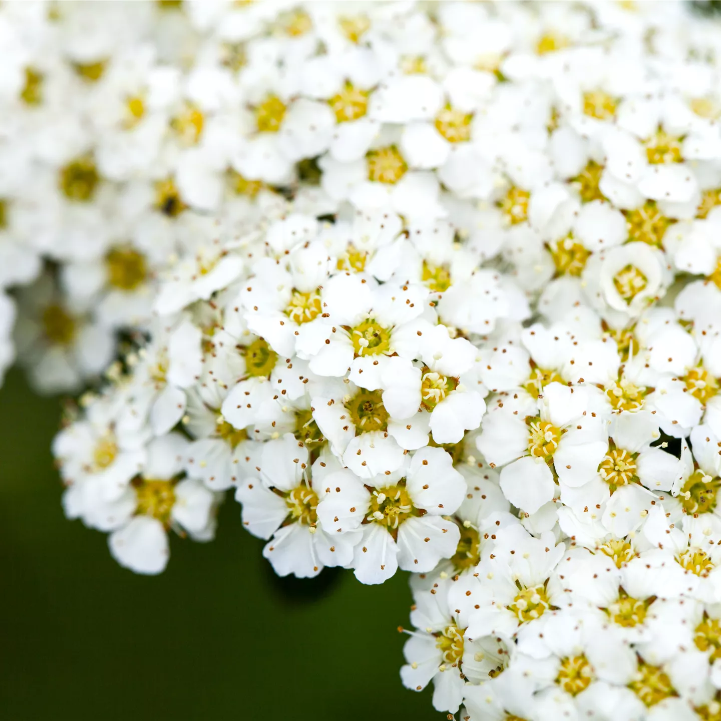 Spiraea arguta