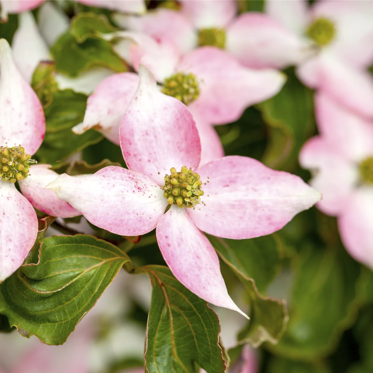 Cornus kousa 'Beni Fuji'