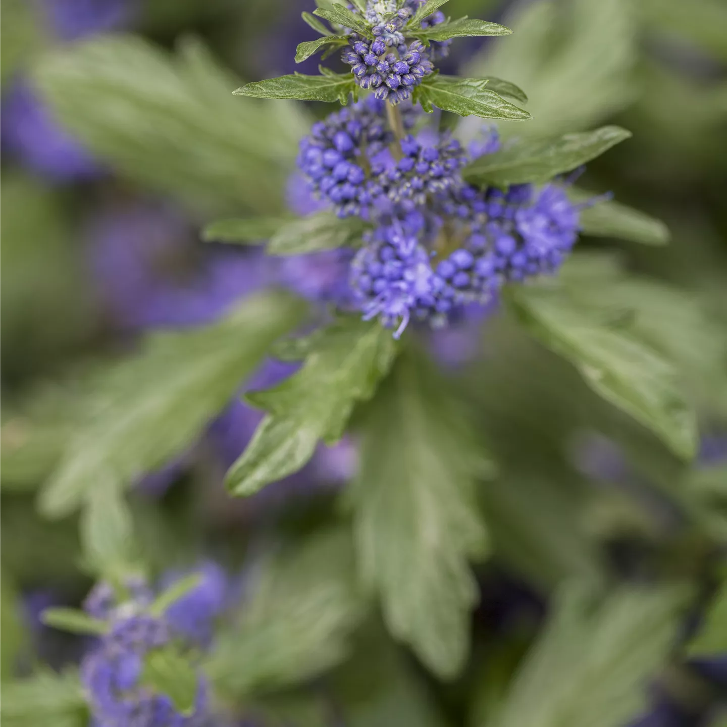 Caryopteris clandonensis 'Sterling Silver'