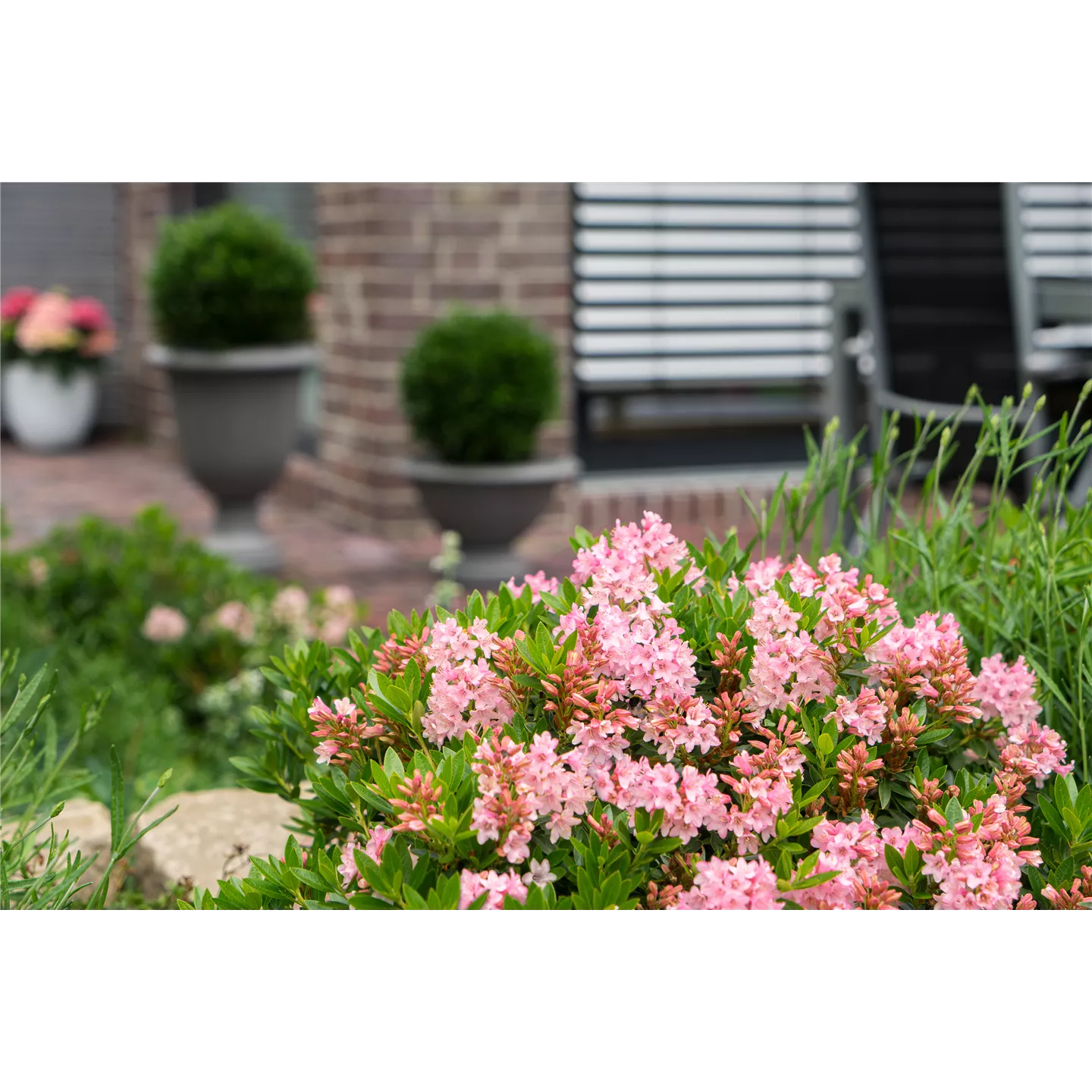 Rhododendron micranthum 'Bloombux Magenta' -R-