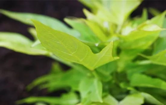 Zier Süßkartoffel - Einpflanzen im Garten