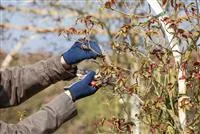 Der Rosenschnitt – Schönheitskur im Frühling