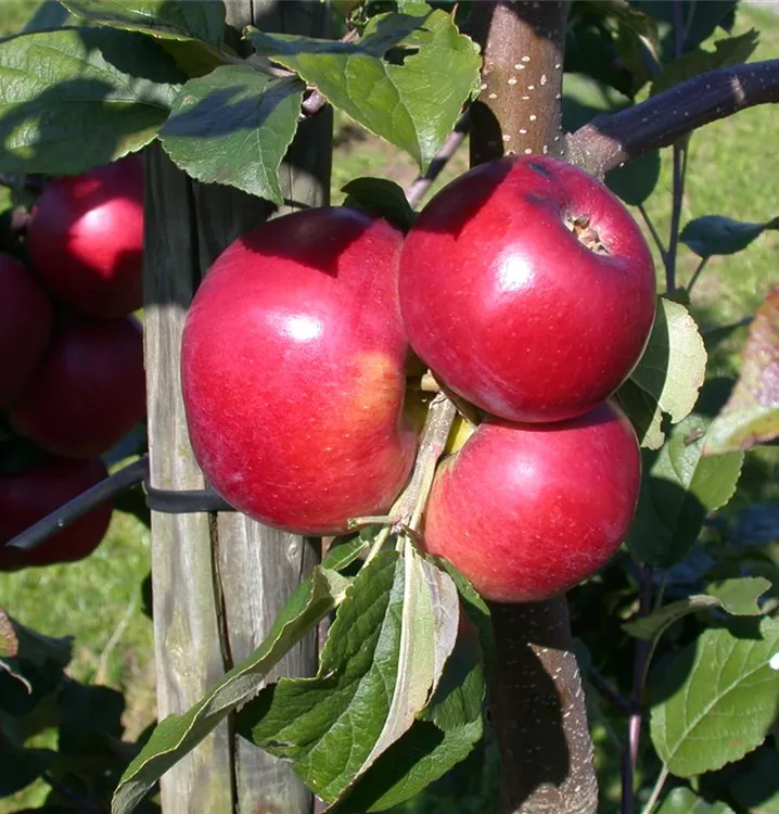 Säulenapfel 'Jarle' -R-