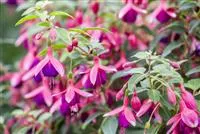 Fuchsien – exotische Schönheiten für Balkon und Garten