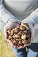 Keine Angst im Dunkeln – Blumenzwiebeln überwintern