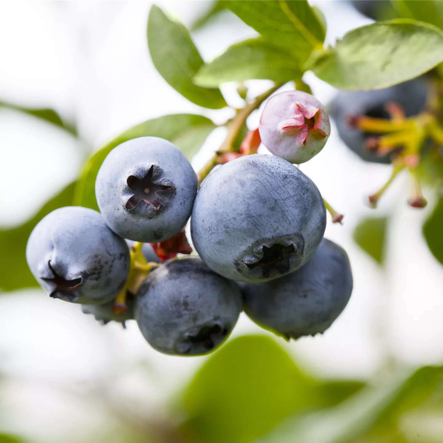 Vaccinium corymb.'Patriot' CAC