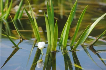 So machen Sie Ihren Miniteich winterfit  So machen Sie Ihren Miniteich winterfit