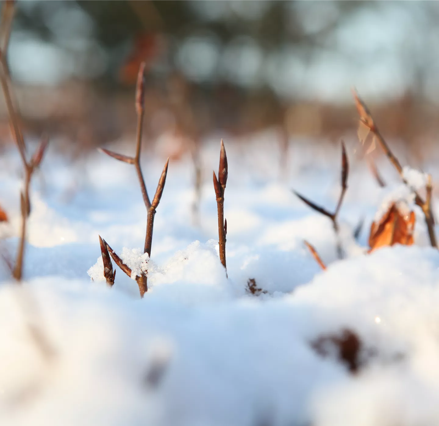 Den Garten winterfest machen